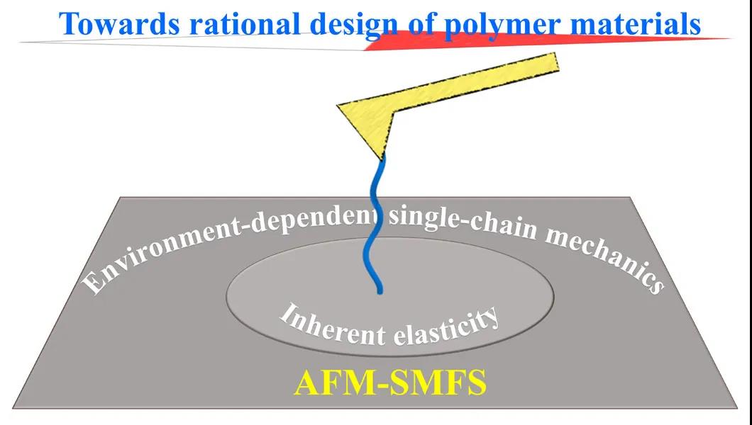 崔樹(shù)勛教授利用單分子力譜研究高分子單鏈彈性的環(huán)境響應(yīng)
