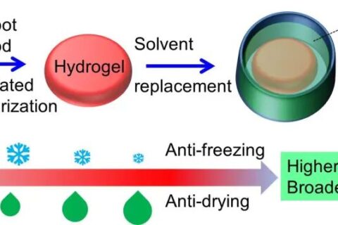 中山大學吳進《ACS AMI》：基于熱穩(wěn)定、自修復有機水凝膠的高靈敏、可拉伸溫度傳感器