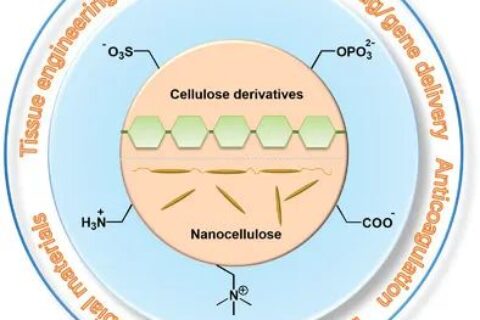 從天然生物活性多糖到纖維素基離子化合物！《AM》綜述：纖維素基離子化合物在生物材料領(lǐng)域的研究進展