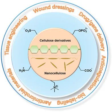 從天然生物活性多糖到纖維素基離子化合物！《AM》綜述：纖維素基離子化合物在生物材料領(lǐng)域的研究進(jìn)展