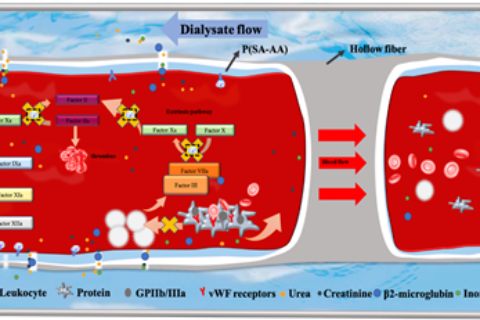 劉富團隊：在自抗凝透析器領域取得系列進展