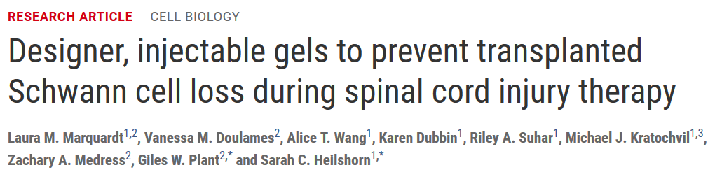 新型設(shè)計(jì)可注射高分子水凝膠材料用于防止脊髓損傷治療過(guò)程中移植的施旺細(xì)胞流失