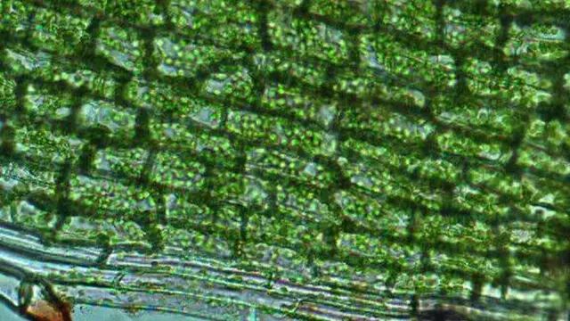 Science發(fā)布：全球前沿頂級(jí)挑戰(zhàn)課題125項(xiàng)