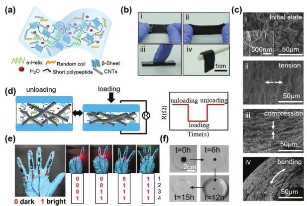 《Adv.Sci.》：可檢測(cè)、治療癲癇病的酶降解絲質(zhì)水凝膠傳感器