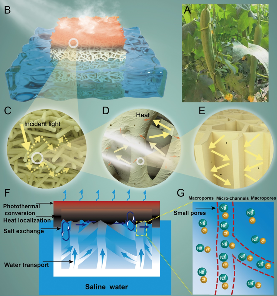 美國東北大學(xué)祝紅麗教授團隊《JMCA》：耐用、抗污的多孔絲瓜絡(luò)用于高效太陽能淡化海水
