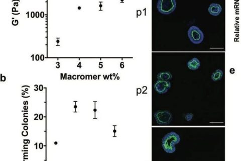 ?僅15秒！《AM》超快光降解生物水凝膠支架用于類器官傳代