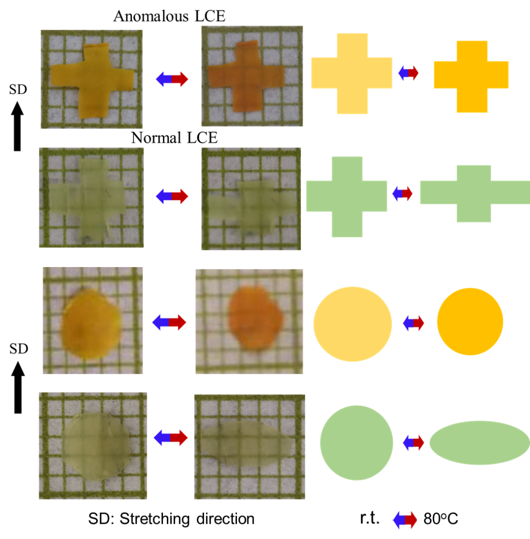 加拿大舍布魯克大學(xué)趙越教授與蘇州大學(xué)張偉教授《德國(guó)應(yīng)化》：一種可以實(shí)現(xiàn)反常可逆形變的新型液晶彈性體