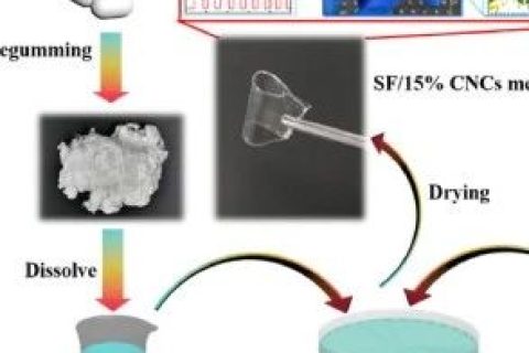 浙江理工大學(xué)余厚詠課題組：基于天然高分子構(gòu)筑仿生電子皮膚應(yīng)用進展