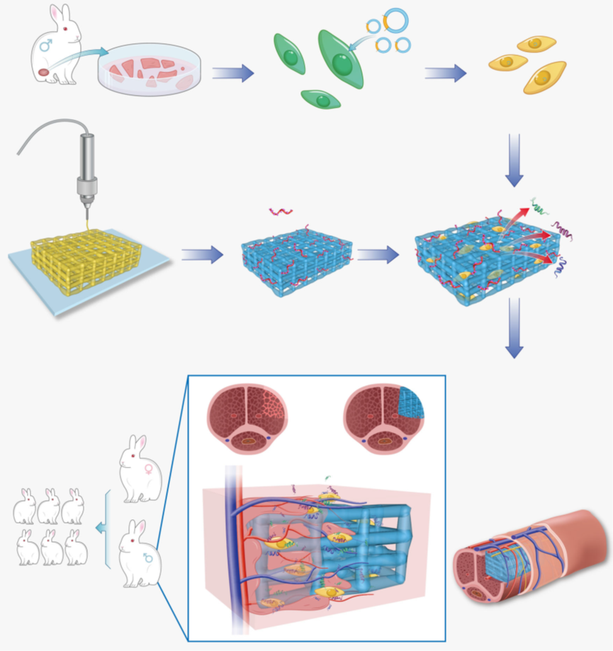 華南理工大學(xué)研發(fā)出3D打印水凝膠支架實(shí)現(xiàn)海綿體修復(fù)，成功恢復(fù)雄兔生殖能力！