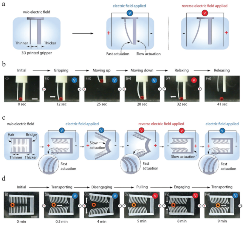 《AFM》綜述：一文了解4D打印水凝膠