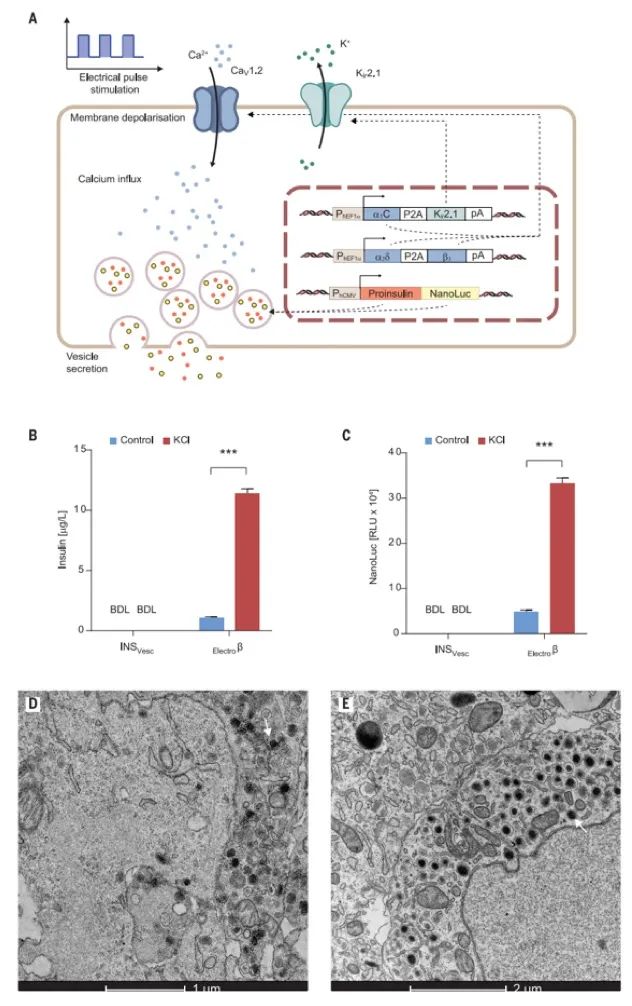 華師大/西湖大學(xué)《Science》重磅：無線電控制精準(zhǔn)治療I-型糖尿病，僅需植入硬幣大小的生物器件！