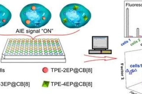 唐本忠院士團隊：用AIE分子打造細胞“照妖鏡”，可區(qū)分細胞系、評估細胞污染和鑒別癌細胞