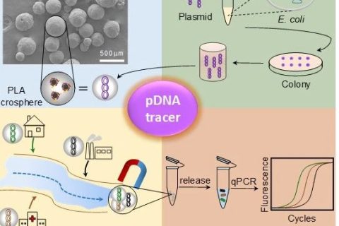 天津大學仰大勇課題組: 生物高分子/質(zhì)粒DNA復合微球應用于環(huán)境水文多污染源示蹤