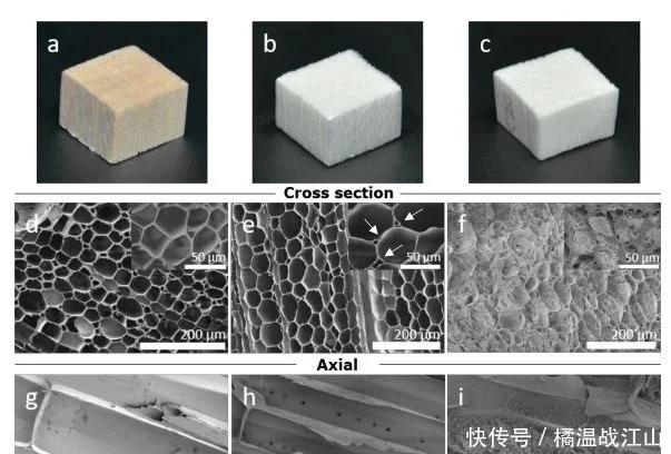 高度多孔、強(qiáng)韌的各向異性纖維素氣凝膠-1