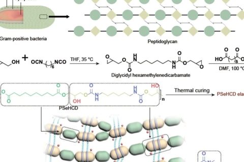 東華大學游正偉《NSR》：21秒！超快自主自修復生物友好型彈性體