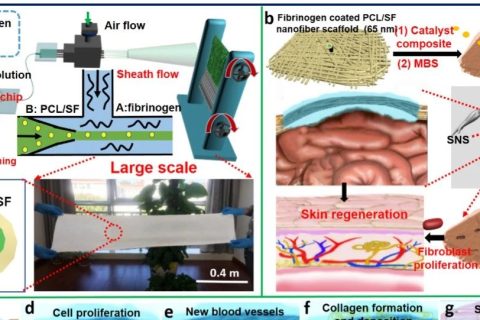 微流控氣噴紡絲法大規(guī)模制備人造皮膚新成果