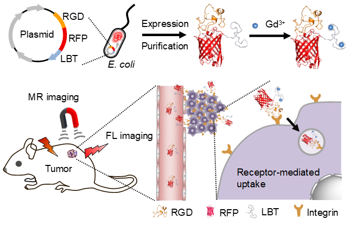 天津大學(xué)仰大勇課題組：生物合成蛋白質(zhì)分子影像探針用于腫瘤靶向熒光和磁共振雙模態(tài)成像
