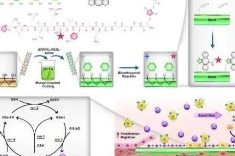 西南交大黃楠/楊志祿《PNAS》：在心血管類支架材料的表面改性研究中取得重要進展