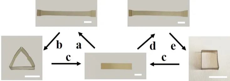 浙江大學(xué)計劍、沈介澤：透過現(xiàn)象用本質(zhì)！一種受高分子粘彈性啟發(fā)的形變策略