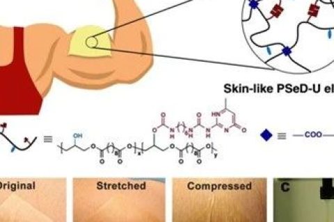 在生物電子用彈性體領(lǐng)域取得最新研究成果