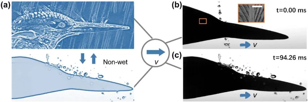 吉林大學任露泉院士團隊：跨介質(zhì)飛行器仿生基礎(chǔ)理論研究——利用移動各向異性超疏水表面誘導液滴定向翻滾實現(xiàn)附著水高效脫附