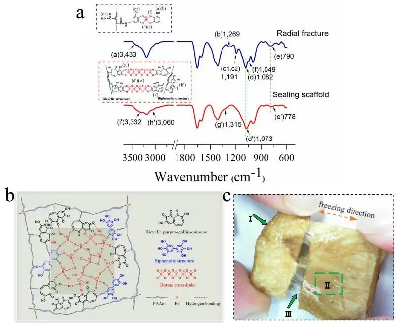 江漢大學(xué)曹一平《ACS Nano?》：仿生新成果！響應(yīng)空氣-水的復(fù)合材料，具有優(yōu)異的隔熱、自修復(fù)和自生長(zhǎng)能力