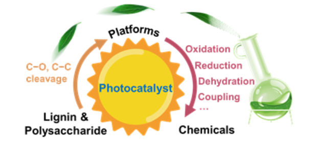 廈門大學(xué)王野/化物所王峰《CSR》：生物質(zhì)高效利用新方向：光催化木質(zhì)纖維素轉(zhuǎn)化制化學(xué)品