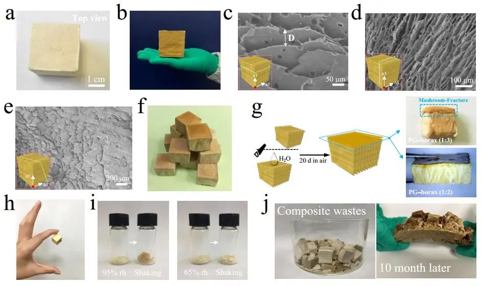 江漢大學(xué)曹一平《ACS Nano?》：仿生新成果！響應(yīng)空氣-水的復(fù)合材料，具有優(yōu)異的隔熱、自修復(fù)和自生長(zhǎng)能力