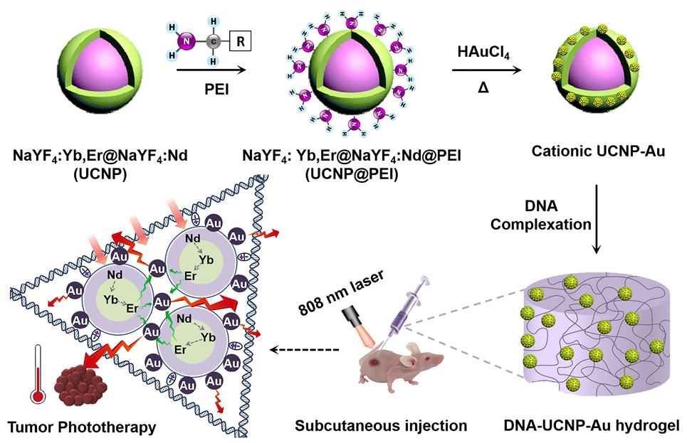 長春應(yīng)化所王帆/同濟大學楊洋《AM》：可直接注射DNA無機雜化水凝膠材料用于腫瘤光熱治療