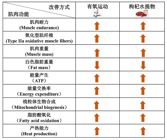 “保溫杯里放枸杞”的科學(xué)依據(jù)來(lái)了！中科院陳暢團(tuán)隊(duì)揭示枸杞堅(jiān)筋骨的科學(xué)含義及作用機(jī)制