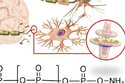 火燒、輻射都不怕，全無(wú)機(jī)離子聚合物憶阻器實(shí)現(xiàn)高性能柔性人工突觸