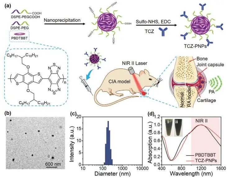 南開(kāi)大學(xué)丁丹教授《AM》：首創(chuàng)！有機(jī)共軛聚合物結(jié)合藥物對(duì)類(lèi)風(fēng)濕關(guān)節(jié)炎（RA）進(jìn)行高效的NIR-II PA成像和治療