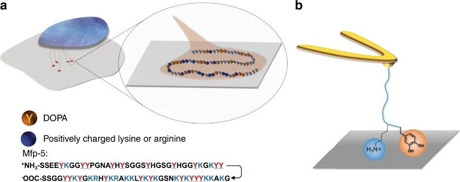 《自然·通訊》：追尋本質(zhì)！探究Lys-DOPA濕粘合劑的分子設(shè)計(jì)原理