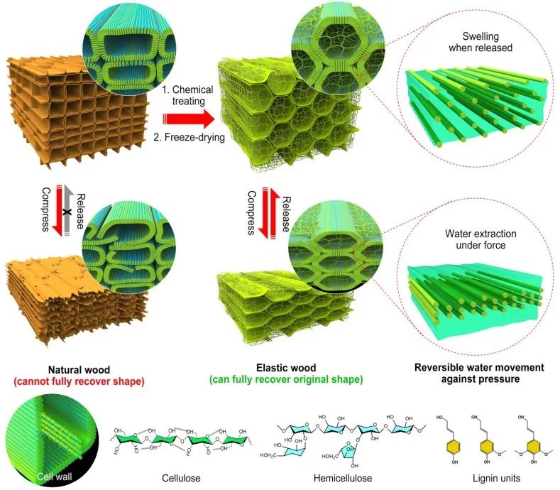 ?胡良兵/李騰《ACS Nano》：彈性木材！歷經(jīng)萬(wàn)次壓縮，性能如初！