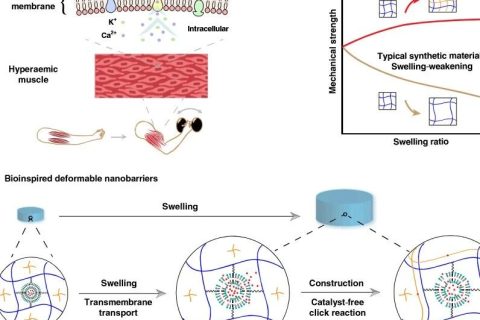 水凝膠溶脹后機(jī)械性能反增強(qiáng)？骨骼肌啟發(fā)的溶脹強(qiáng)化水凝膠！