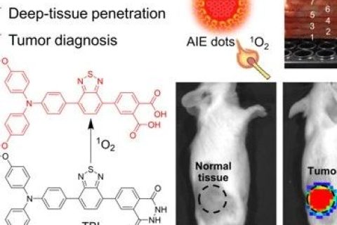 唐本忠院士/羅亮教授《AM》：穿透3厘米！AIE近紅外化學發(fā)光材料用于深部組織成像