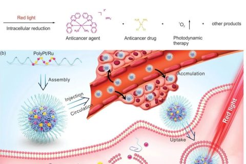 耐藥腫瘤不可怕！雙響應(yīng)Pt(IV)/Ru(II)雙金屬聚合物殺死耐順鉑腫瘤