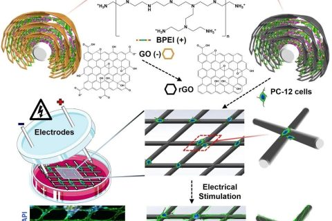 以電之名，連導再生！三維導電仿生支架引導類神經(jīng)網(wǎng)絡的形成