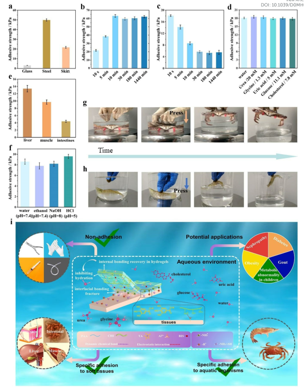 首次實現(xiàn)水下生物表面特異性粘附！北京大學黃建永《Mater.Horiz.》：櫛水母啟發(fā)的水凝膠高效可逆的水下特異性粘附生物表面