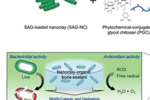 自然啟發(fā)的骨密封劑：多功能納米粘土有機水凝膠骨密封劑促進骨再生