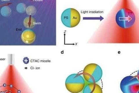 德克薩斯大學鄭躍兵團隊：光-熱電微型游泳器件助力靶向給藥