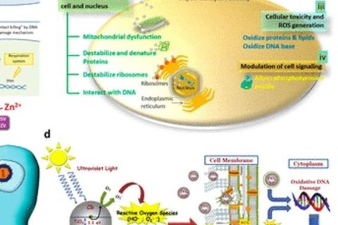 《ACS Nano》綜述：抗菌、抗病毒納米材料和涂層的現(xiàn)狀和未來展望