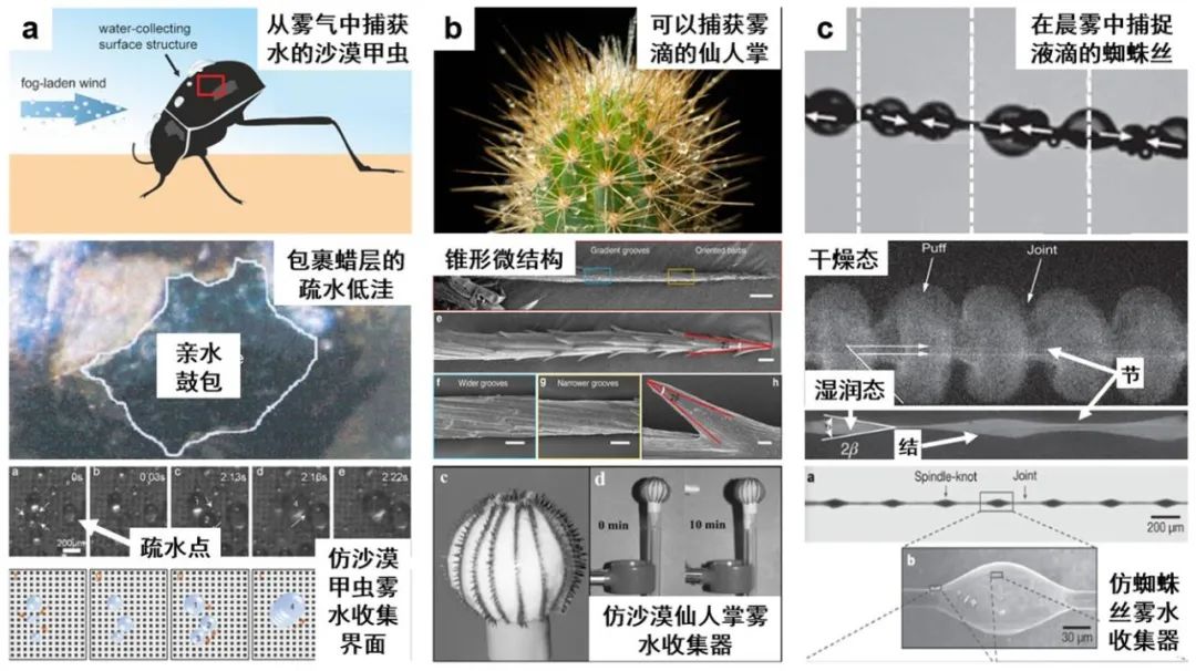 天津大學(xué)曹墨源：仿生霧水收集——向天空尋求解決淡水危機(jī)的方法