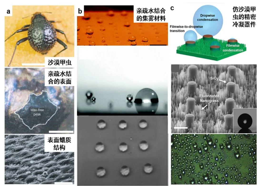 天津大學(xué)曹墨源：仿生霧水收集——向天空尋求解決淡水危機(jī)的方法