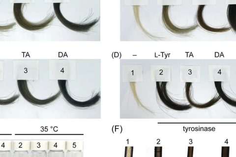 你的“少年白”有救了！科學(xué)家找到了純天然的染發(fā)技術(shù)