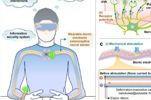 南洋理工大學鄭元謹教授等研制出可拉伸、變形不敏感仿生觸摸定位傳感器