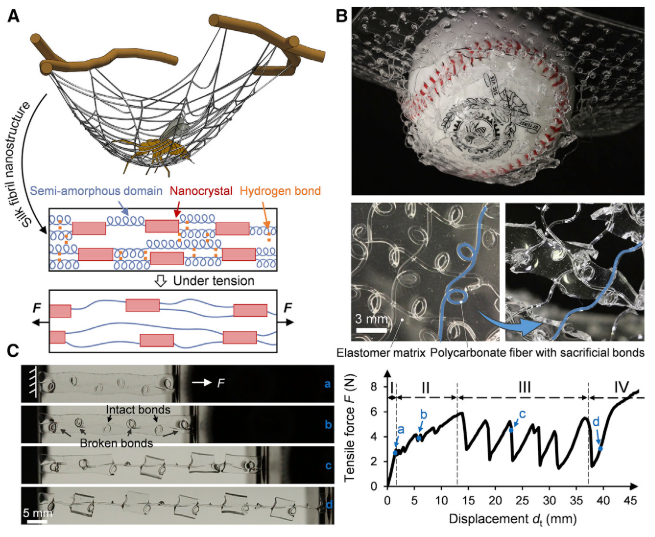 《Cell》子刊：像蛛網(wǎng)一樣強(qiáng)韌的抗沖擊透明復(fù)合材料