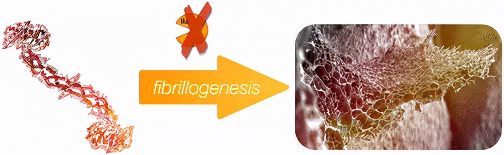 《Biomacromolecules》自組裝3D 纖維蛋白原水凝膠和氣凝膠-1